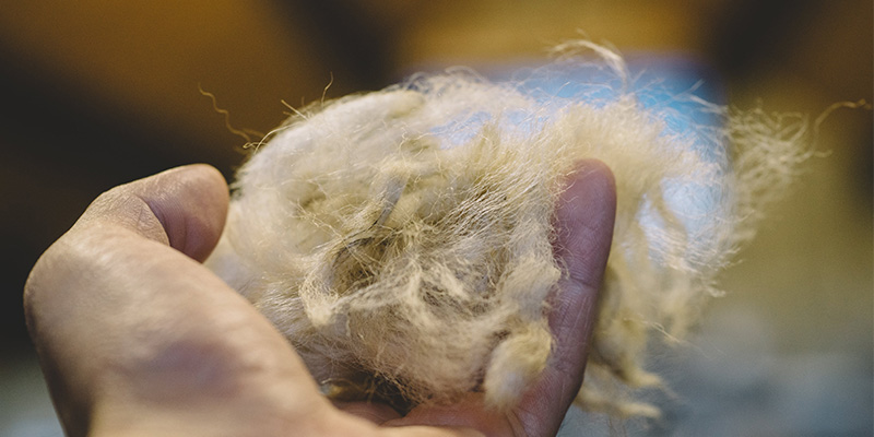 sheep's wool